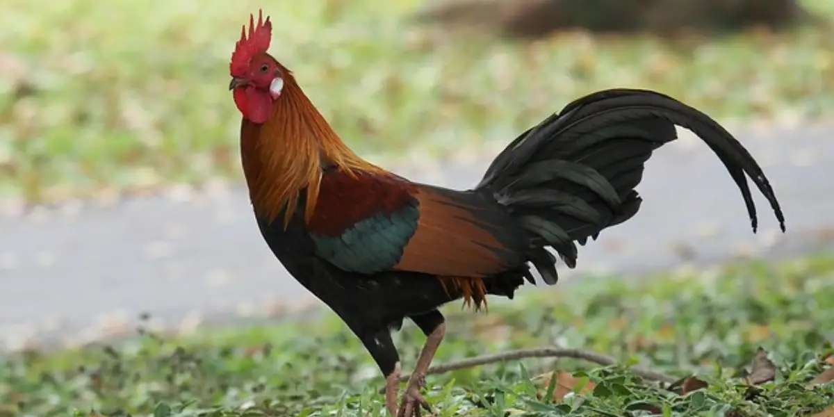ঈদের দিনে মোরগ কোরবানি করার শরয়ী বিধান কী?
